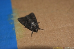 Dryobotodes tenebrosa