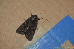 Dryobotodes tenebrosa