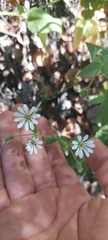 Stellaria
