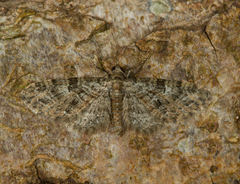 Eupithecia dodoneata