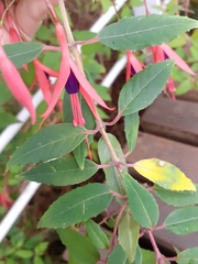 Fuchsia magellanica