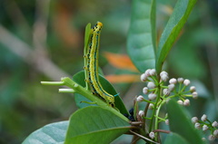 Macroglossum passalus