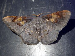 Serratophyga subangulata