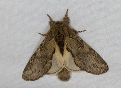 Peridea anceps