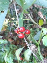 Solanum dulcamara