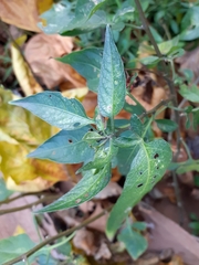 Solanum dulcamara