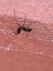 Camponotus
