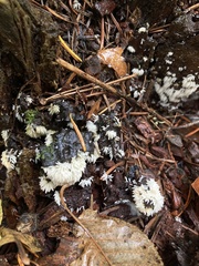 Mucronella fusiformis