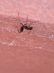 Camponotus