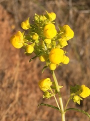 Calceolaria thyrsiflora