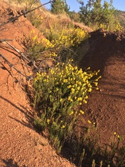 Calceolaria thyrsiflora