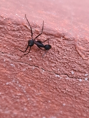 Camponotus