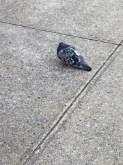 Columba livia domestica