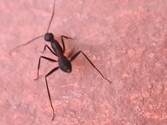 Camponotus
