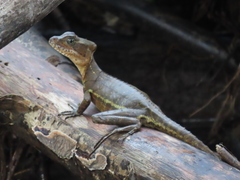 Basiliscus