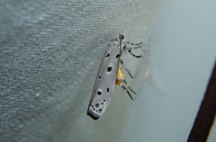 Ethmia circumdatella