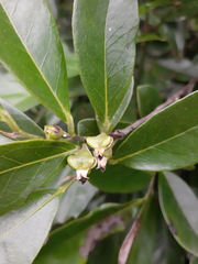 Diospyros inconstans
