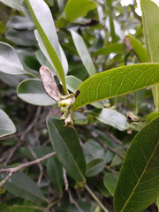 Diospyros inconstans