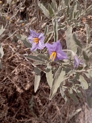 Solanum elaeagnifolium