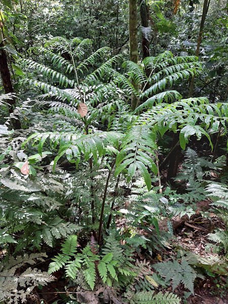 Eupodium cicutifolium