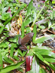 Physalaemus lateristriga