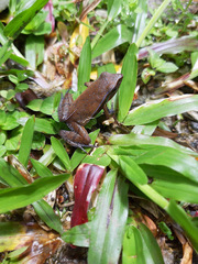 Physalaemus lateristriga