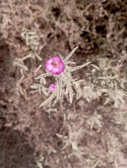 Sphaeralcea angustifolia