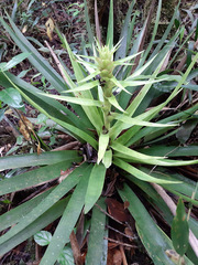 Vriesea altodaserrae