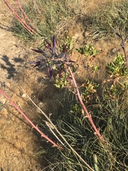 Puya coerulea
