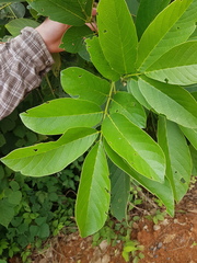 Lonchocarpus felipei