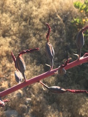 Puya coerulea