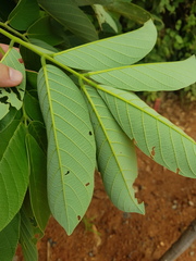 Lonchocarpus felipei