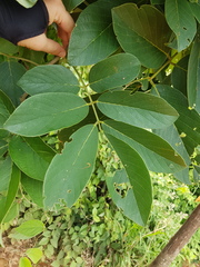 Lonchocarpus felipei