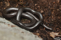 Leptotyphlops sylvicolus