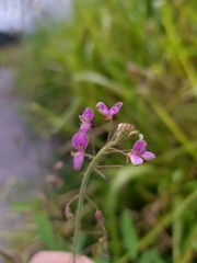 Desmodium distortum
