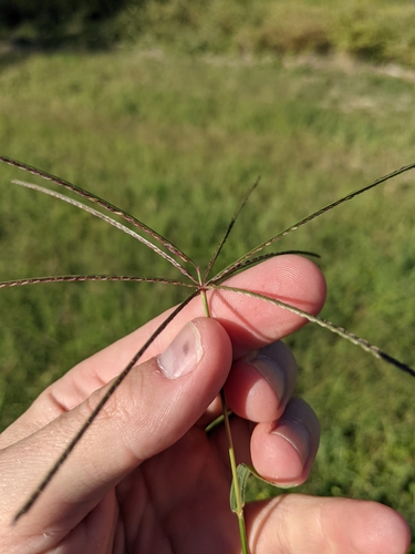 Cynodon nlemfuensis iNat (3)