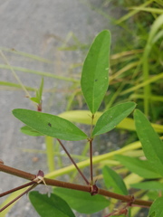 Desmodium distortum
