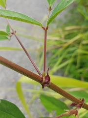 Desmodium distortum