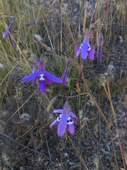 Conanthera