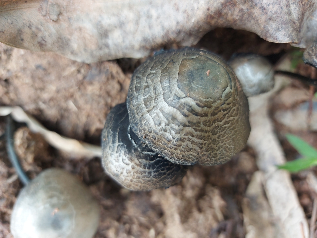 Panaeolus cyanescens · November 2021 · photo: © filipi_soares (iNaturalist, cc-by)