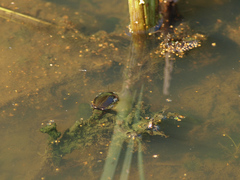 Dytiscus dimidiatus