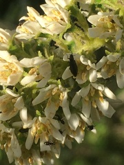 Escallonia pulverulenta