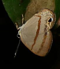 Euselasia cafusa