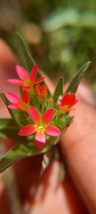 Collomia biflora