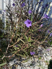 Ruellia simplex image