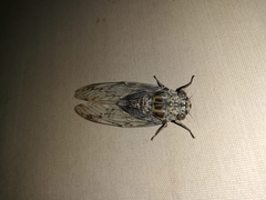 Cicada mordoganensis