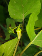 Lycianthes lenta