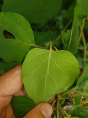 Lycianthes lenta