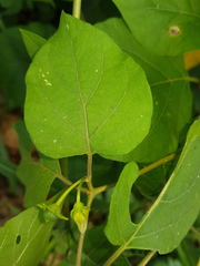 Lycianthes lenta