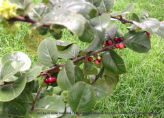 Xylosma spiculifera